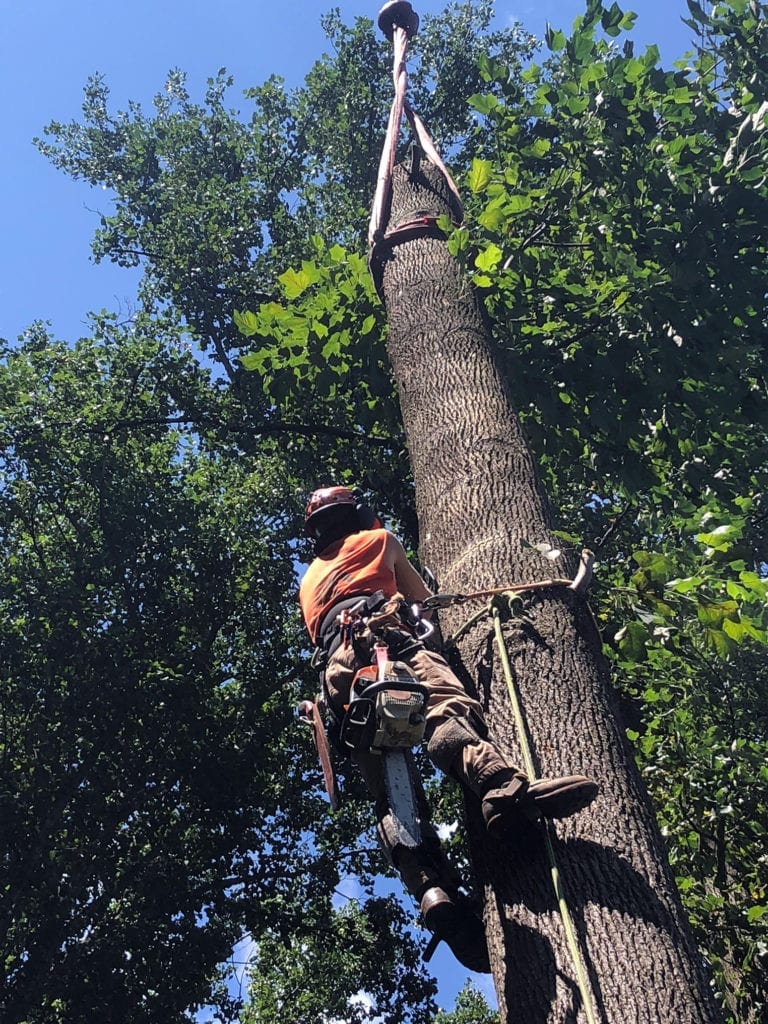 Arborist Near Me Lancaster, York, PA Doug's Tree Service