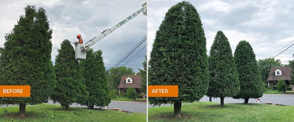 Why Regular Tree Maintenance Matters | Lancaster & York, PA