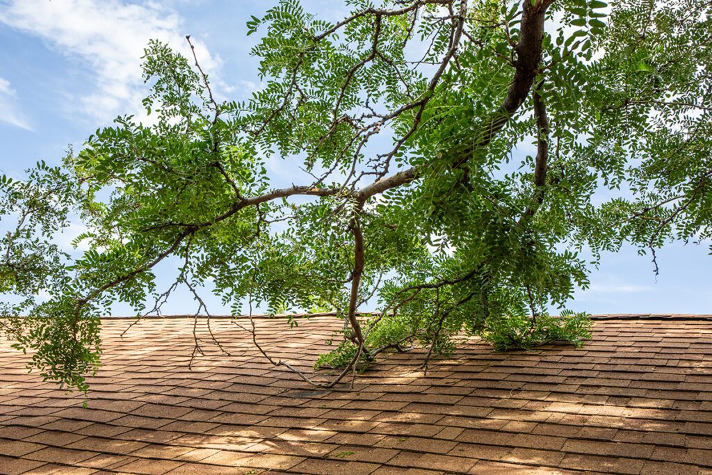 a tree branch touching a roof