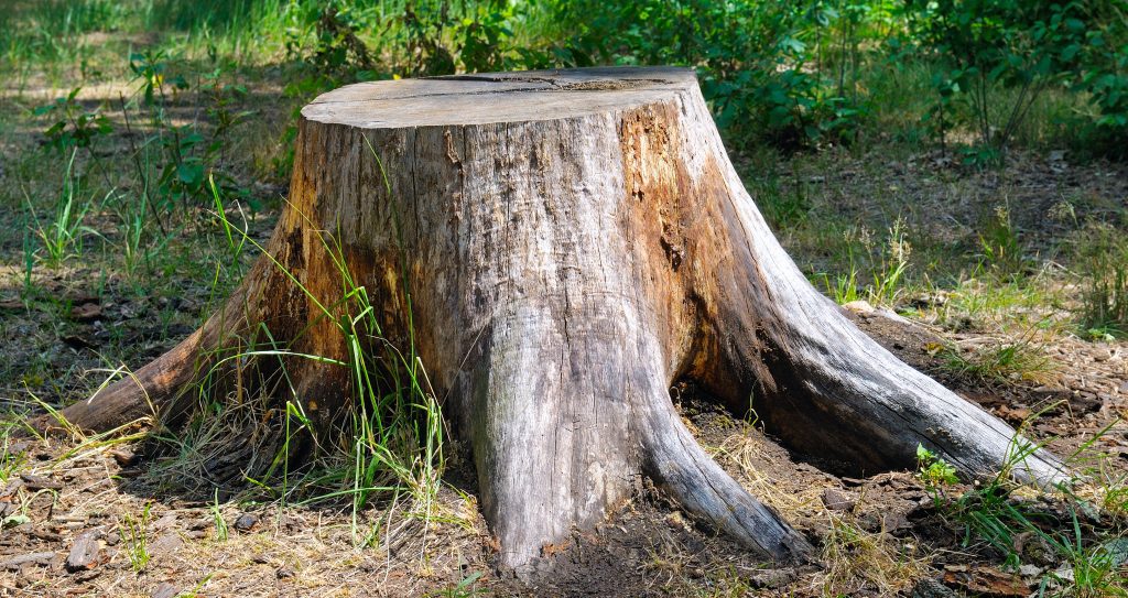 An old, unsightly tree stump in a yard.