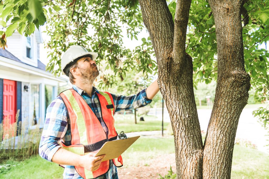 A man in a hard hat and a high-vis vest inspects a tree in a front yard.