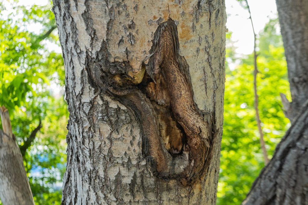 A tree trunk with a big gaping hole and crack due to disease.